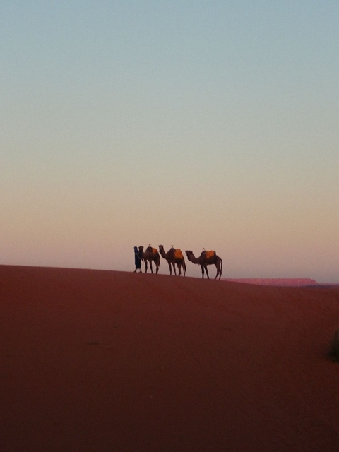       Camels with a person in a desert at sunset.
  