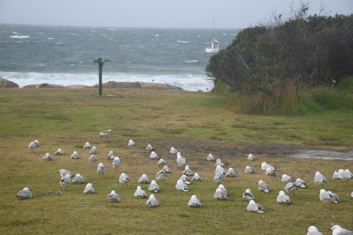       Seagulls on the grass near a seaside with waves.
  