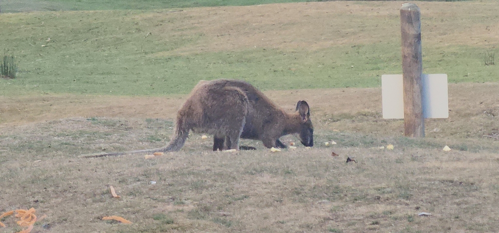       Kangaroo grazing on a grassy field.
  