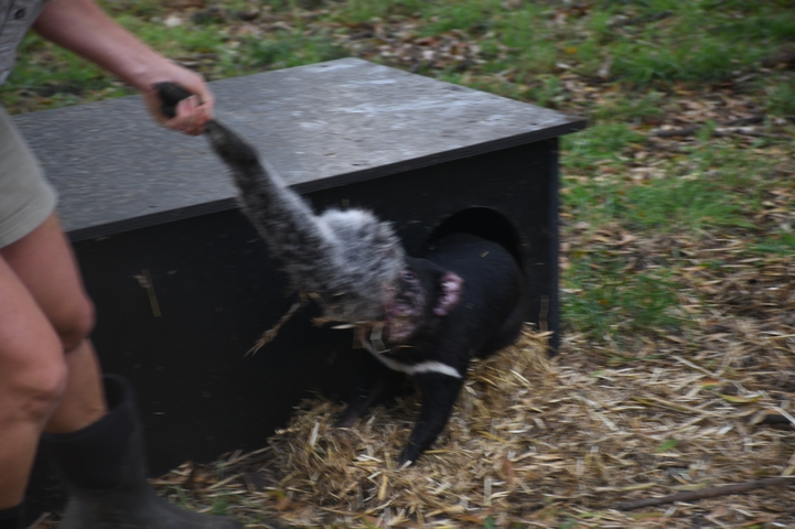       Blurry image of an animal being fed.
  