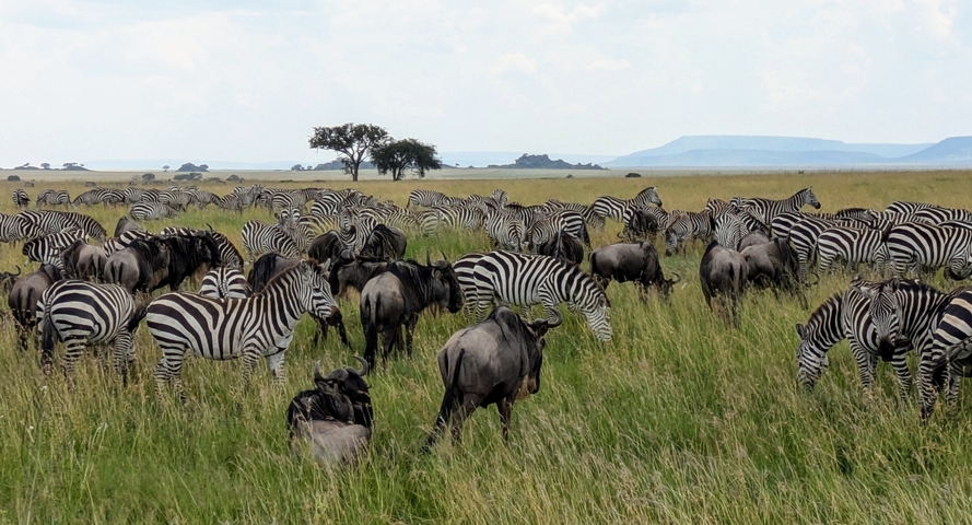       Large group of zebras and wildebeest grazing on the savannah.
  