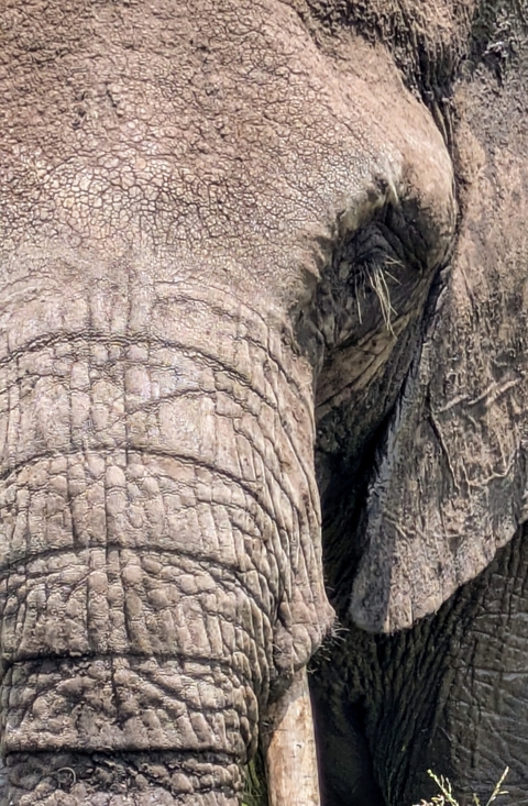 Close-up of an elephant's textured skin.