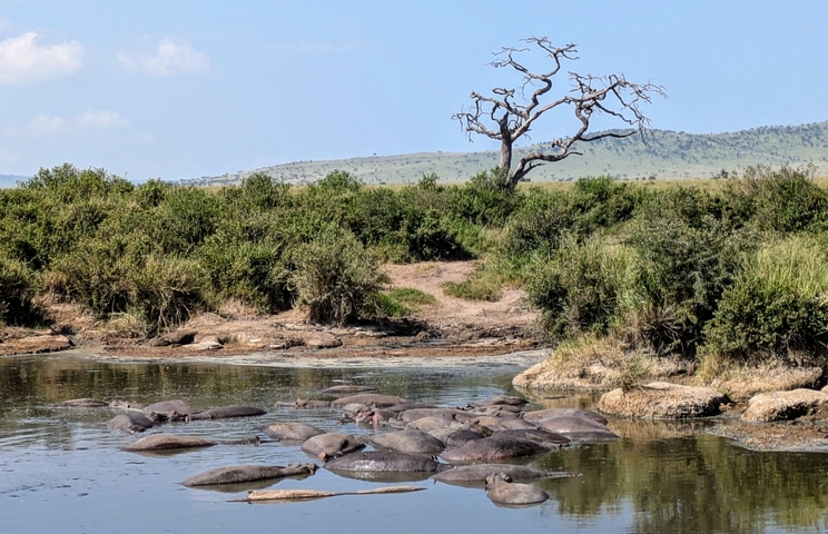       Hippopotamuses in a river with a dry tree in the background.
  