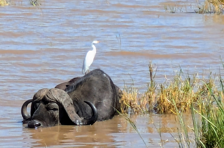 Buffalo in water with a bird perched on its back.