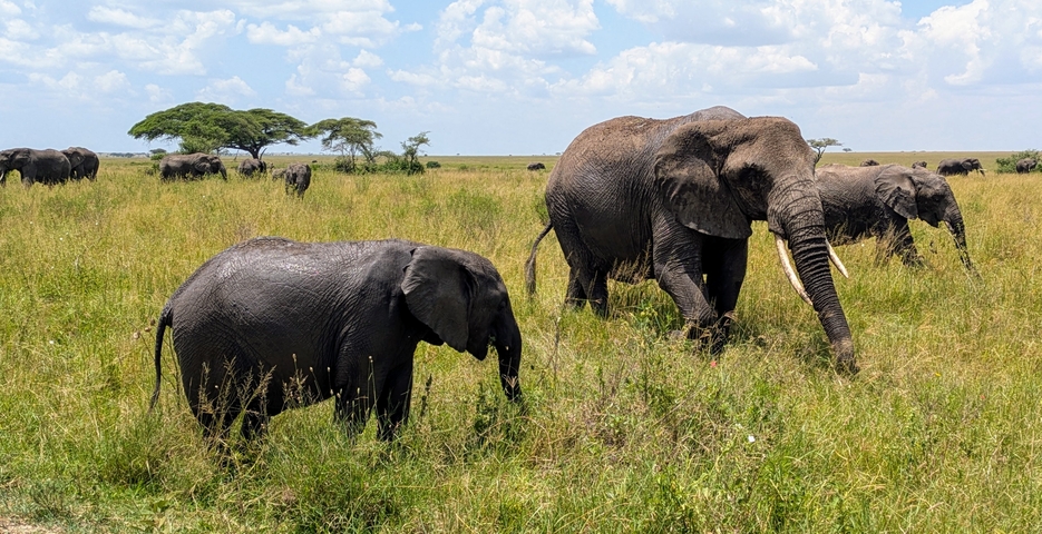 Elephant and calf walking through grassy savannah.