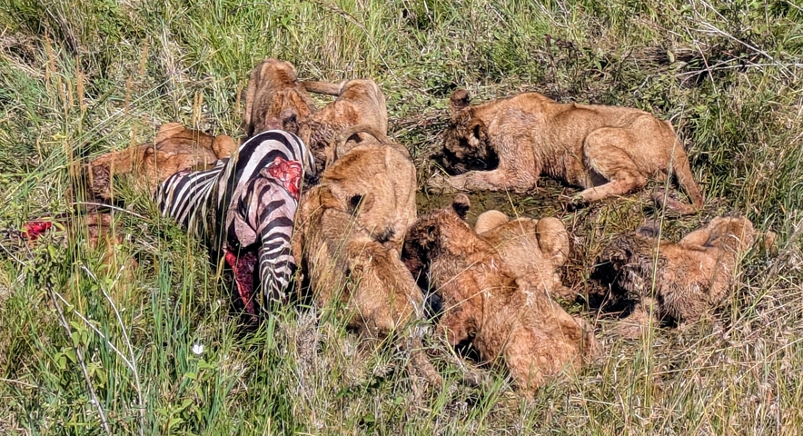 Group of lions feeding on a zebra in tall grass.