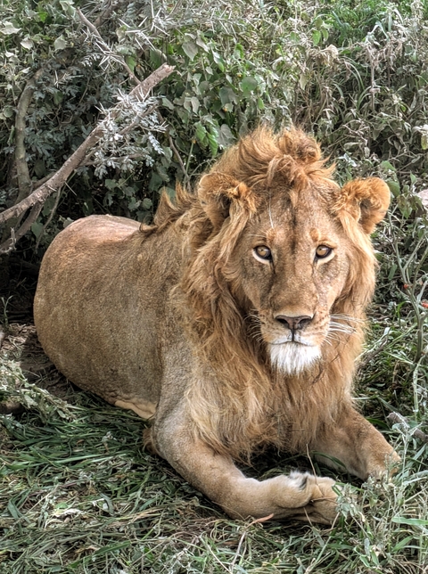       Lone lion sitting with intense gaze.
  