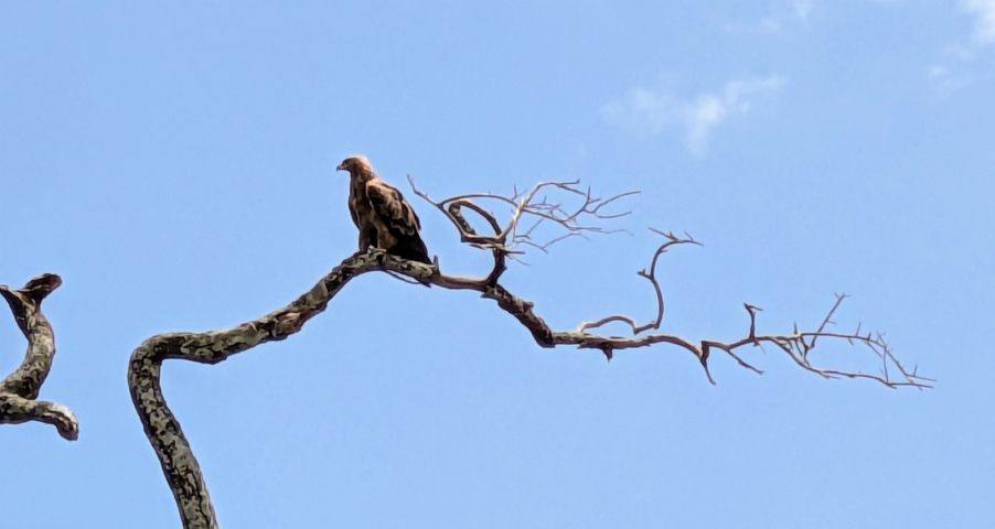       Bird perched on a bare tree branch against blue sky.
  
