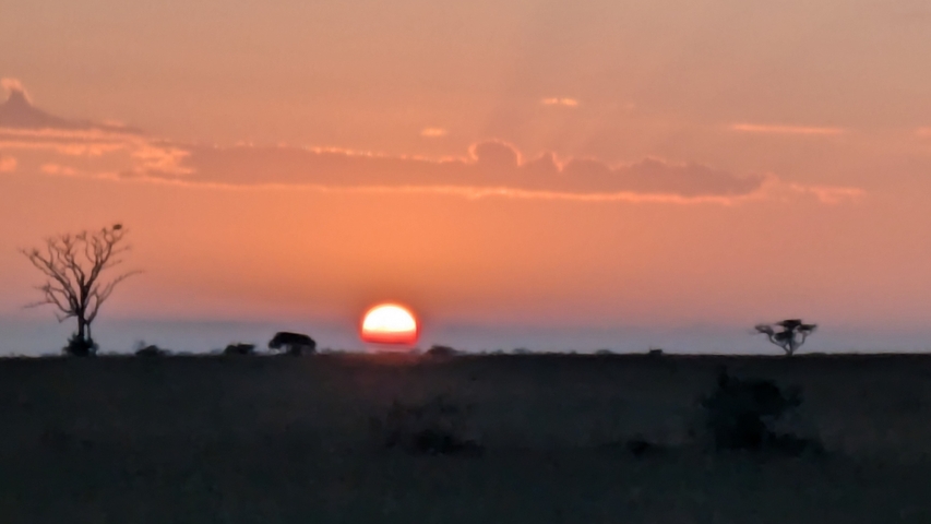      Blurry sunset over African savannah with silhouetted trees.
  