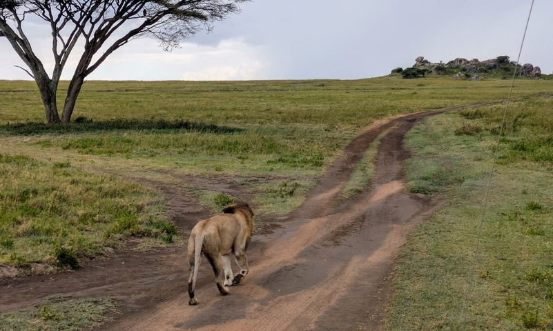       Lion walking down a dirt road in the savannah.
  