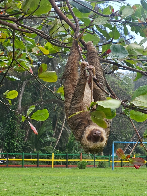 A sloth hanging upside down from a tree branch.
