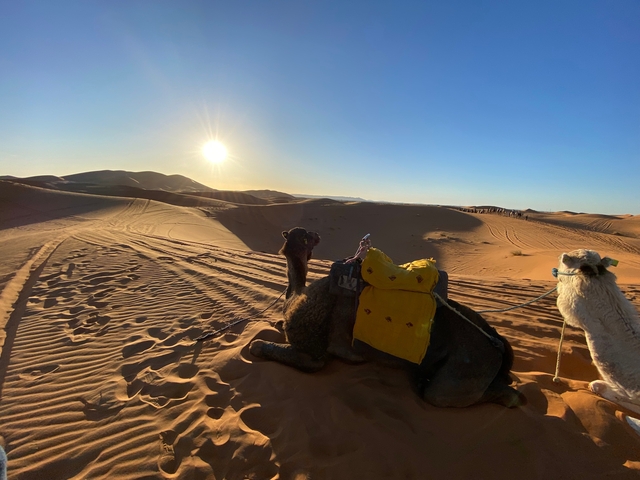 Two camels resting on sand dunes in a desert landscape at sunset.