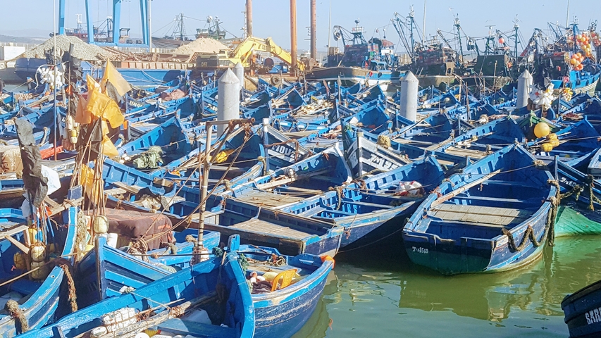 A crowded harbor with numerous blue fishing boats docked together.