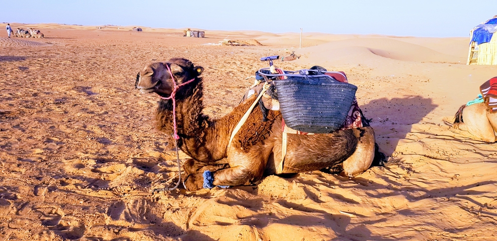 A camel resting on sand dunes in the desert, carrying a saddle and bags.