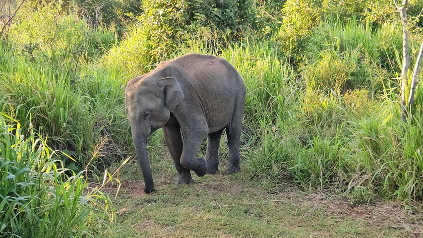 A young elephant walking through tall grass.