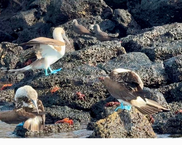       Photo d'avis client sur Galápagos Multisport 
  