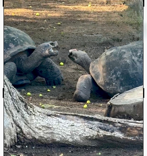       Two tortoises interacting in a sandy area.
  