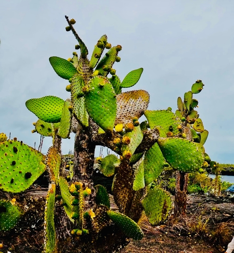 Close-up of spiky cactus plants with small fruits.