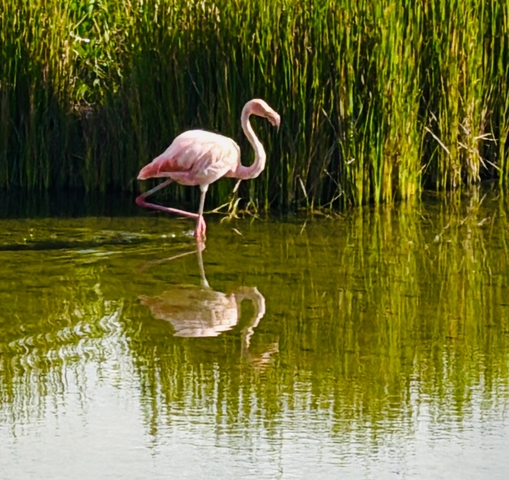 Flamingo wading in a tranquil water body.