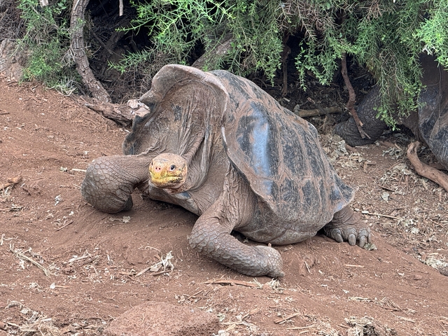 Giant tortoise on a dirt path.
