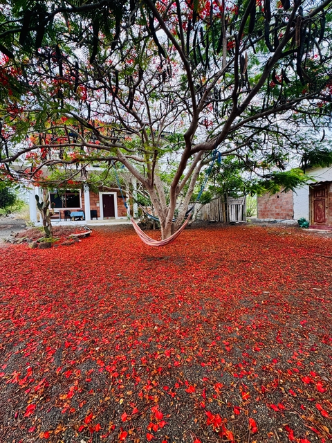       Hammock hanging under a tree surrounded by colorful foliage.
  