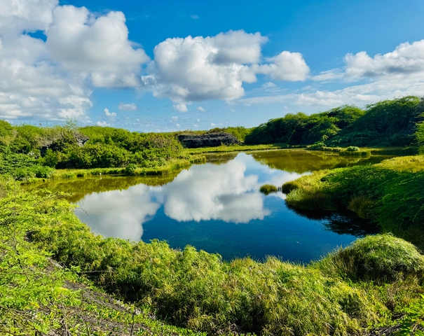       Clear pond surrounded by lush greenery reflecting the clouds.
  