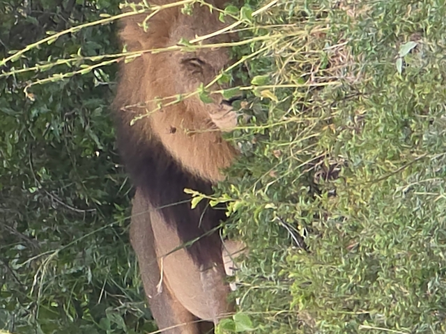       Close-up of a lion partially hidden by vegetation.
  