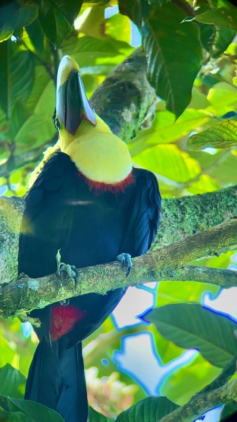 Close-up of a colorful toucan perched on a branch.