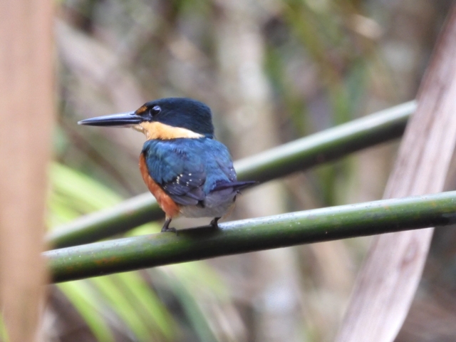       Blurry image of a kingfisher bird on a branch.
  
