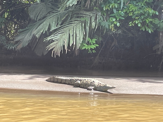       Crocodile lying on the bank of a river in the jungle.
  