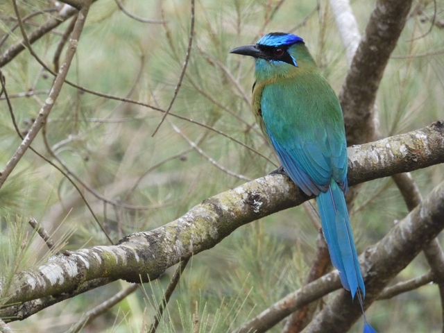 Colorful bird perched on a tree branch in the forest.