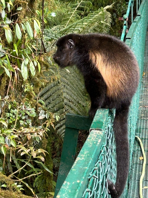 A monkey climbing on a green metal fence in a jungle setting.