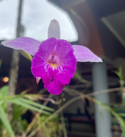       Close-up of a vibrant purple and yellow orchid flower.
  