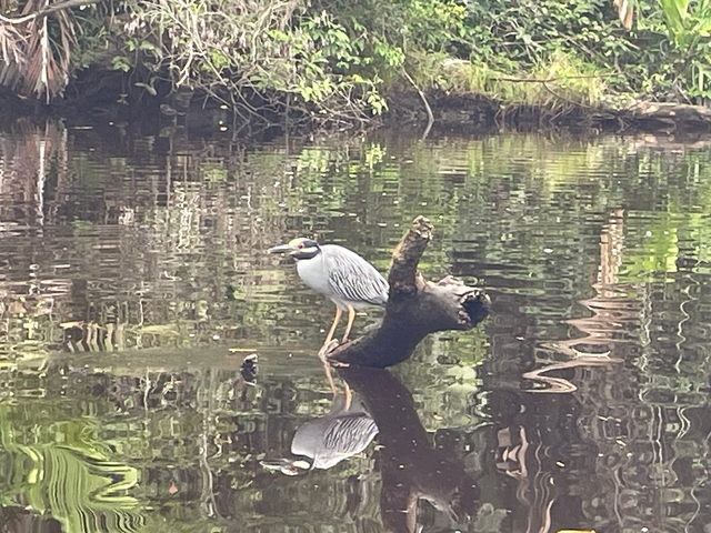       A bird standing on a log in a reflective water body surrounded by vegetation.
  