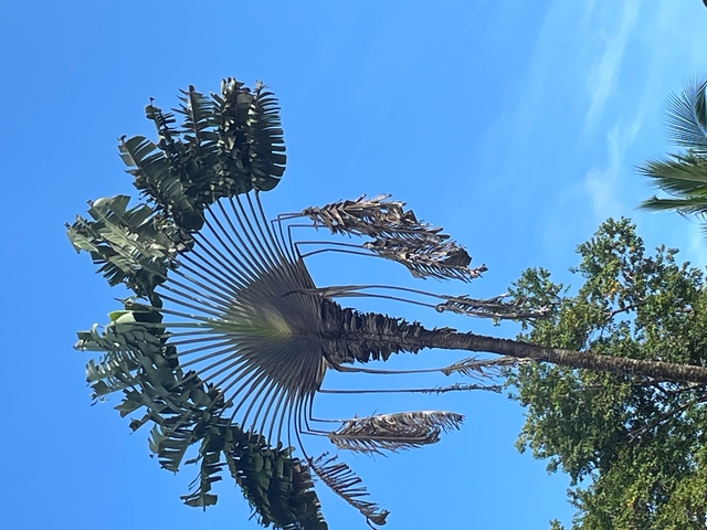       Palm tree against a blue sky, with the sun's rays coming through.
  