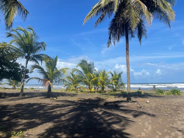       Sandy beach with palm trees and ocean view.
  