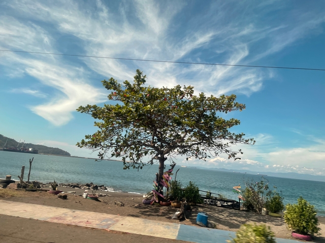       Tree by the ocean with vibrant sky and clouds.
  
