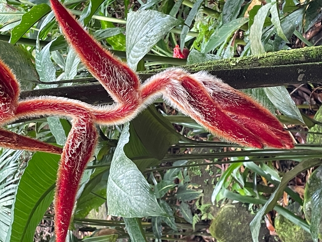       Close-up of red fuzzy plant leaves in a green background.
  