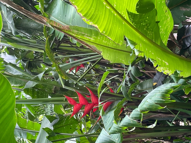 Red heliconia flowers surrounded by lush green leaves.