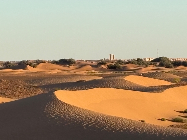       Expansive desert with sand dunes and distant trees.
  