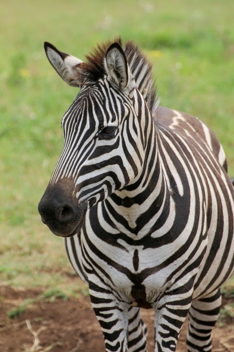       Close-up of a zebra's face and distinctive black and white stripes.
  