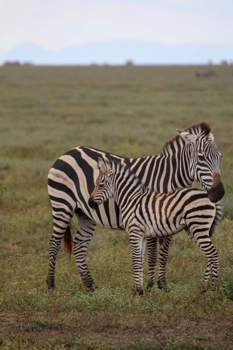       Mother zebra with a foal in the grassy plains.
  