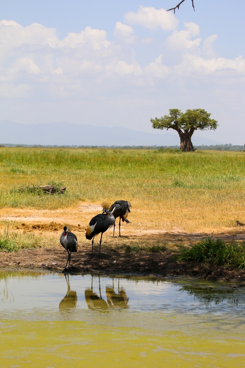       Birds in a grassy field with a tree in the background.
  