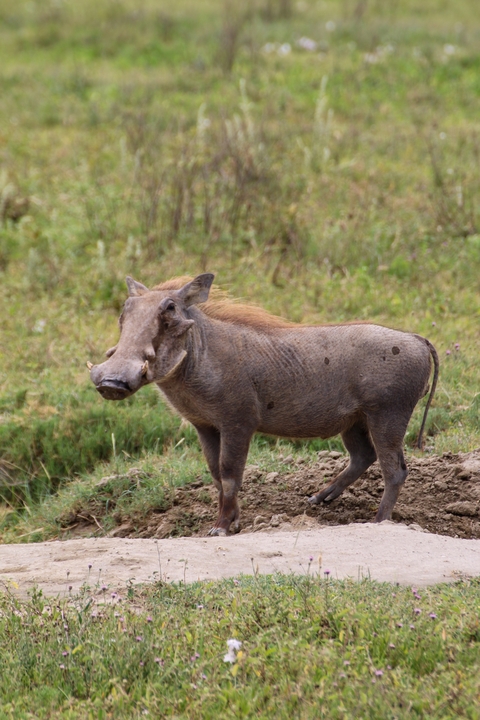       Warthog standing on a grassy plain.
  