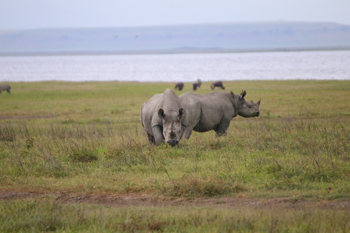 Two rhinos grazing near a water body in a grassy plain.