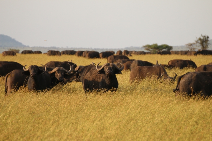       Herd of buffalo standing in tall grass with distant hills.
  