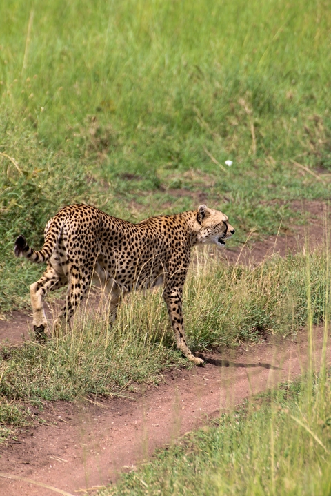       Cheetah walking stealthily in the savanna grasslands.
  