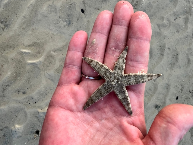       A person holding a starfish in their hand on a sandy beach.
  