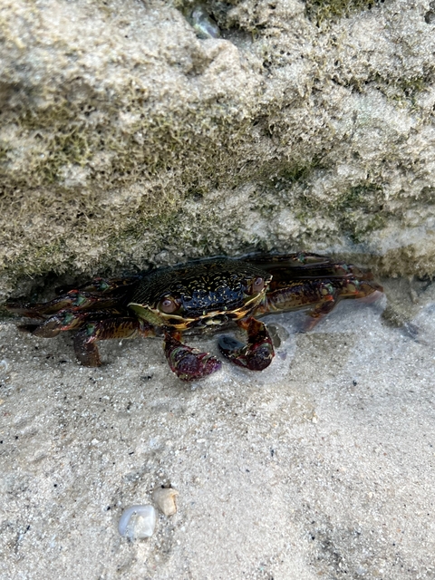 Close-up of a crab nestled in a rock crevice at the beach.