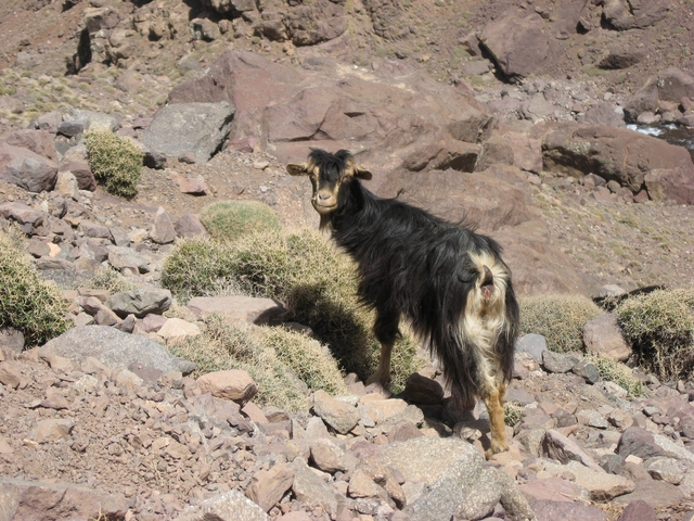 A goat on a rocky hillside looking at the camera.